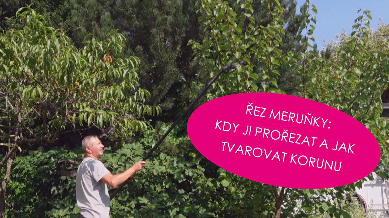 Jak tvarovat meruňku?