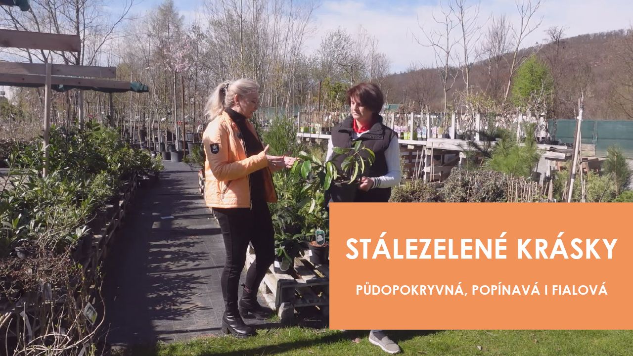Stálezelené krásky: Zn. Popínavá, půdopokryvná a tmavě fialová | Stream