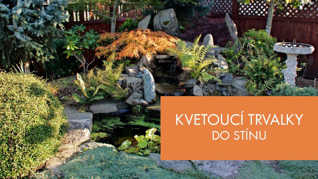 Kvetoucí trvalky do stínu, které rozzáří každý tmavý kout | Stream