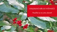 Stálezelené keře do květináčů, které nemusíte na zimu schovávat