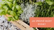Jak správně sklízet bylinky